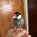 募集保留中　桜文鳥　