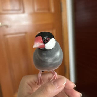 募集保留中　桜文鳥　