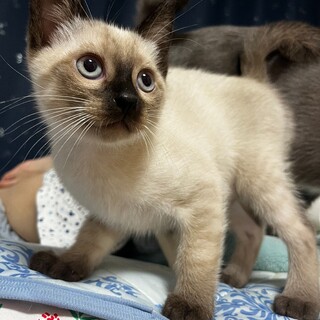 子猫の里親募集してます
