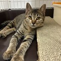 【10/11譲渡会】ふわふわの甘えん坊キジちゃん