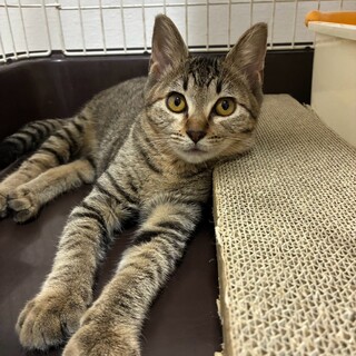 【10/11譲渡会】ふわふわの甘えん坊キジちゃん