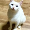 ブルーの瞳がチャームポイント サムネイル7