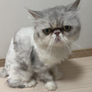 エクゾチックロングヘア　男の子