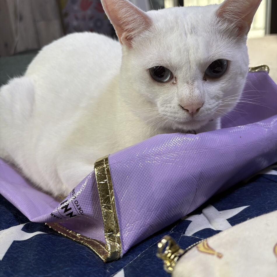 アンのカバー写真