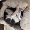 首を傾げたハチワレのれんくん サムネイル2
