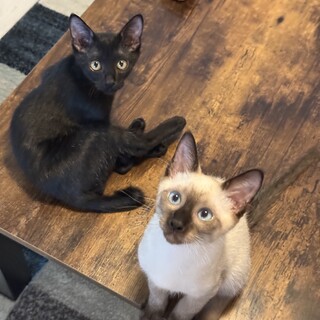 僕たち一緒がいいな♪シャム柄のシャム、黒猫のユキチ