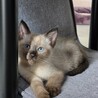 僕たち一緒がいいな♪シャム柄のシャム、黒猫のユキチ サムネイル3