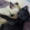 僕たち一緒がいいな♪シャム柄のシャム、黒猫のユキチ サムネイル4