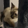僕たち一緒がいいな♪シャム柄のシャム、黒猫のユキチ サムネイル5