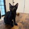 僕たち一緒がいいな♪シャム柄のシャム、黒猫のユキチ サムネイル6