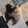 僕たち一緒がいいな♪シャム柄のシャム、黒猫のユキチ サムネイル7