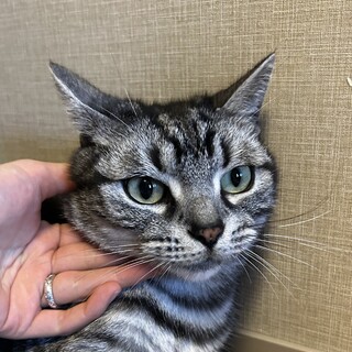 アメショの兄弟　ポノとカノア