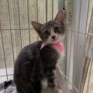 可愛いアメショ風サバ白 たにしちゃん