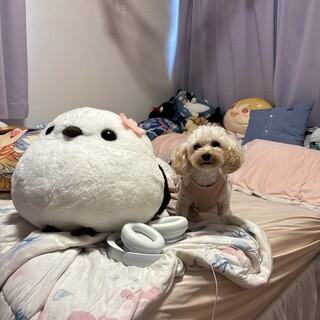 人懐っこいトイプードルのアプ