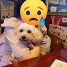 人懐っこいトイプードルのアプ サムネイル3