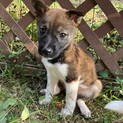 生後一ヶ月半・尻尾フリフリめす子犬