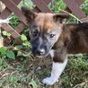 生後一ヶ月半・尻尾フリフリめす子犬