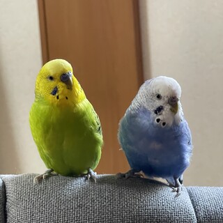セキセイ2羽