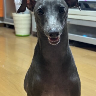 飼い主様が闘病中のため代理の里親募集です