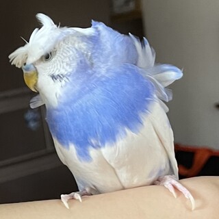 羽衣セキセイの里親募集
