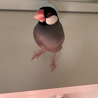 文鳥３羽の里親募集