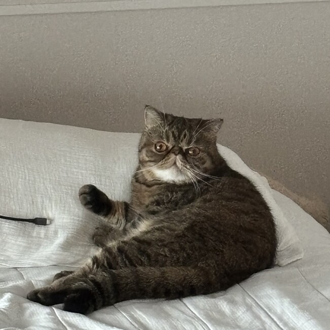 ロックス2のカバー写真