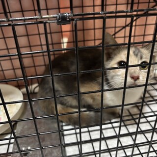 急募！２か月半の三毛猫　危険な国道添いにリリース