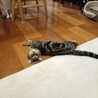人のそばでくつろぐのが大好き♡ガルボ サムネイル3