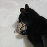 人のそばでくつろぐのが大好き♡ガルボ サムネイル5