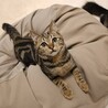人のそばでくつろぐのが大好き♡ガルボ サムネイル6