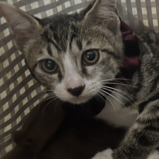 ミセス三兄弟もっくん