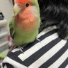鳥好きな優しい里親さんを募集します サムネイル2