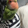 鳥好きな優しい里親さんを募集します サムネイル3