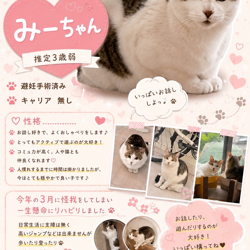 みーちゃんのカバー写真