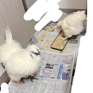烏骨鶏