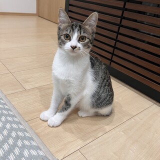 生後4ヶ月くらいのキジ白こころちゃん