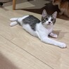 生後4ヶ月くらいのキジ白こころちゃん サムネイル3