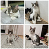 生後4ヶ月くらいのキジ白こころちゃん