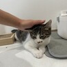 生後4ヶ月くらいのキジ白こころちゃん サムネイル6