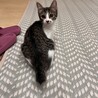 生後4ヶ月くらいのキジ白こころちゃん サムネイル5