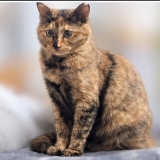 サビ猫の女の子