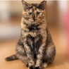 サビ猫の女の子 サムネイル2