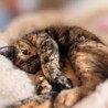 サビ猫の女の子 サムネイル3