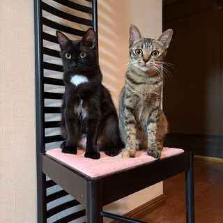 2匹一緒希望！穏やかで可愛い♡サビキジ雌、黒雄