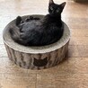 2匹一緒希望！穏やかで可愛い♡サビキジ雌、黒雄 サムネイル2