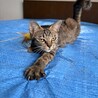 2匹一緒希望！穏やかで可愛い♡サビキジ雌、黒雄 サムネイル3