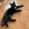 2匹一緒希望！穏やかで可愛い♡サビキジ雌、黒雄 サムネイル4