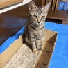 2匹一緒希望！穏やかで可愛い♡サビキジ雌、黒雄 サムネイル5
