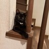 2匹一緒希望！穏やかで可愛い♡サビキジ雌、黒雄 サムネイル6