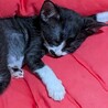 お髭が可愛いチョビ子ちゃん サムネイル2